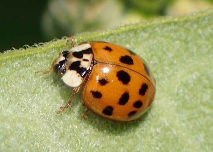 Ladybug Meaning & Symbolism & the Ladybug Spirit Animal