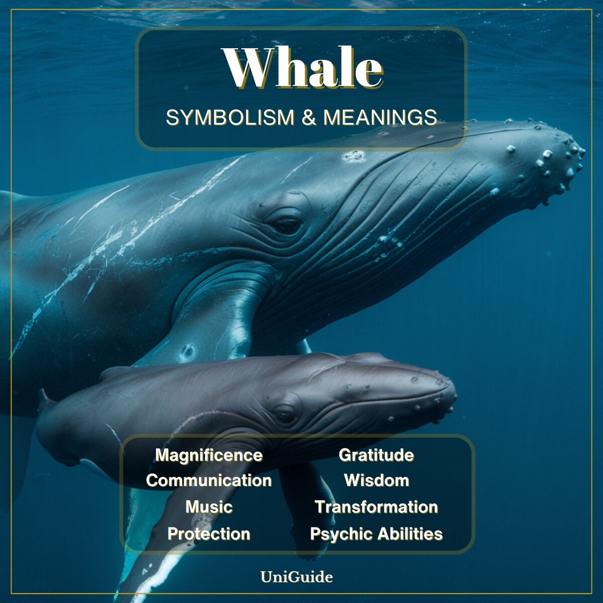 Whale Meaning & Symbolism & the Whale Spirit Animal | UniGuide