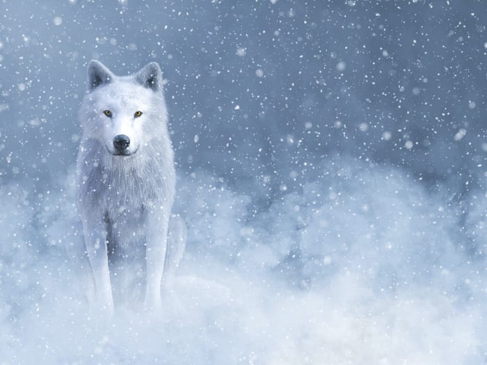 Wolf Symbolism, Wolf Meaning & the Wolf Spirit Animal | UniGuide