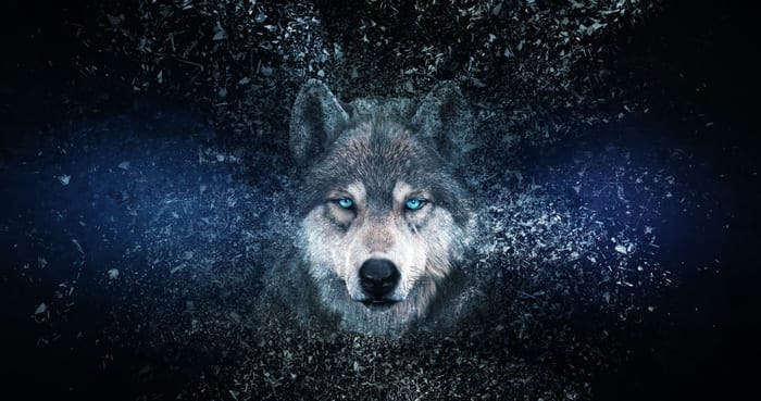 Wolf Symbolism, Wolf Meaning & The Wolf Spirit Animal 