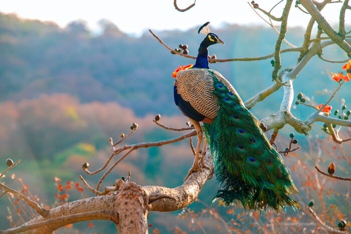 Maverick the Peacock spirit animal 2024