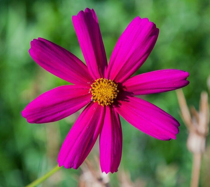 Cosmos Flower Meanings Symbolism Uses UniGuide cosmos-flower-meanings-symbolism-uses-uniguide