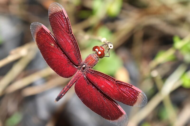 AQ RED DRAGONFLY hotsell