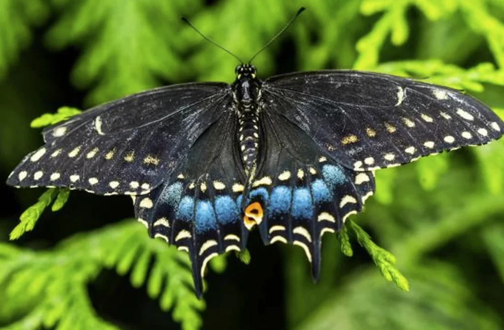 Black Swallowtail Butterfly Photo Print