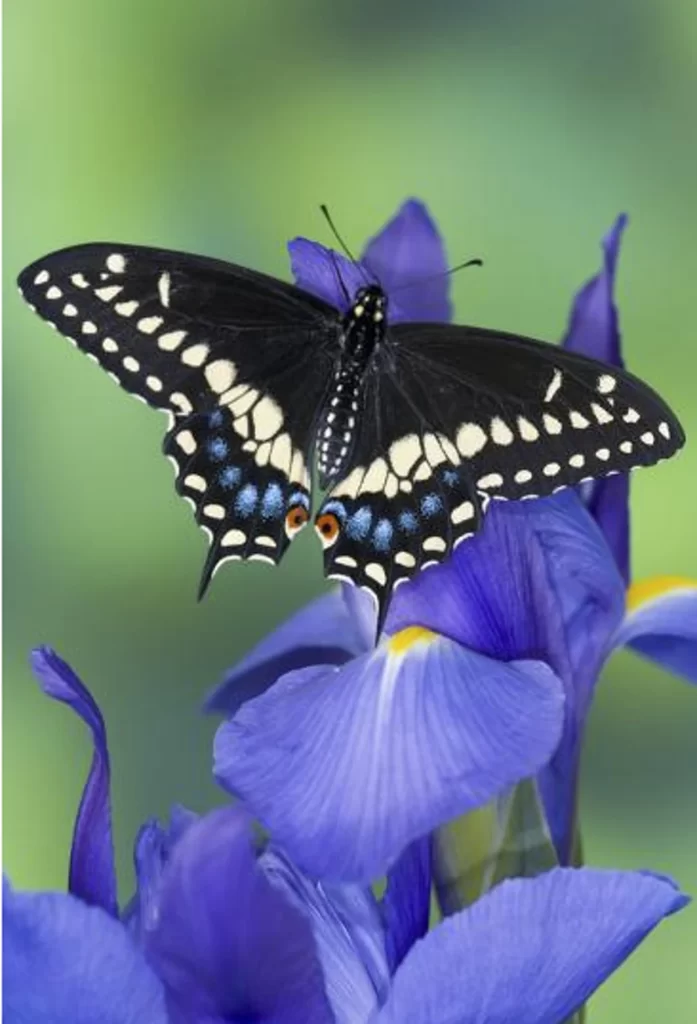 Black Swallowtail Butterfly with Irises Photo Print