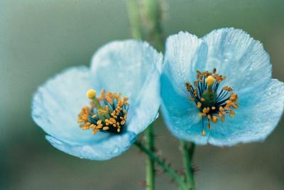 Himalayan Blue Poppies Photo Print