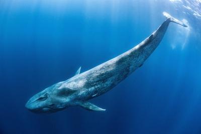 Blue Whale Art Print