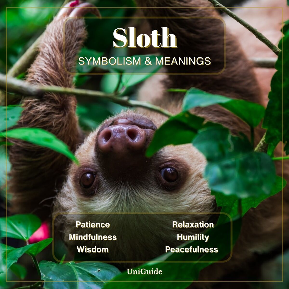Sloth Meaning and Symbolism and the Sloth Spirit Animal