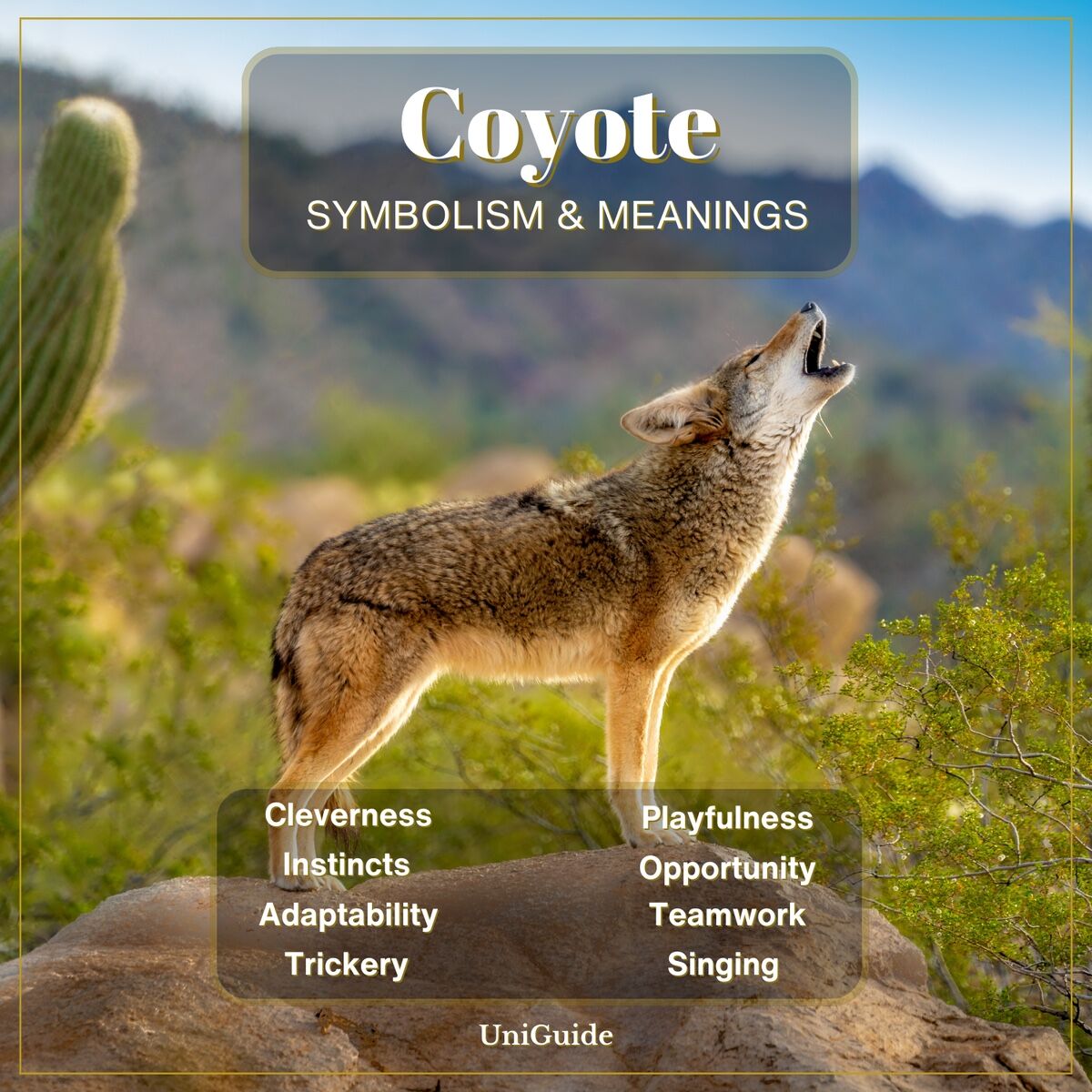 Coyote Symbolism & Meaning & the Coyote Spirit Animal