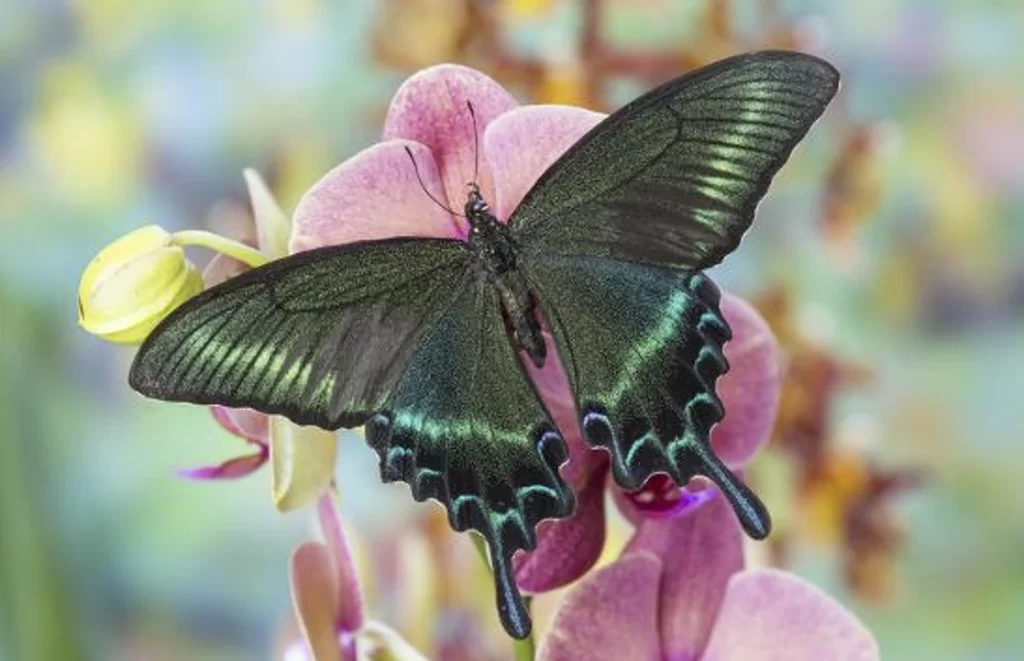 Alpine Black Swallowtail Butterfly Photo Print