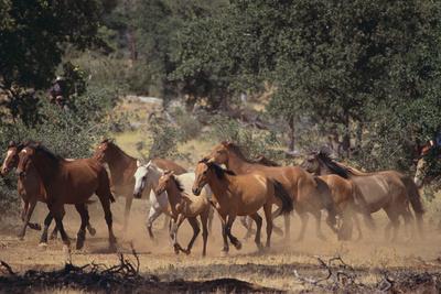 Horses Running Art Print