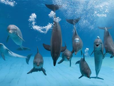 Bottlenose Dolphins and Bubble Photo Art Print