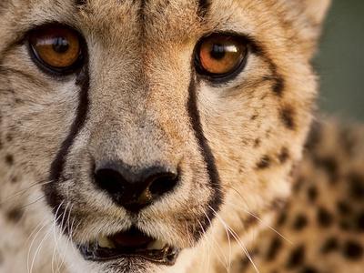 Cheetah Portrait