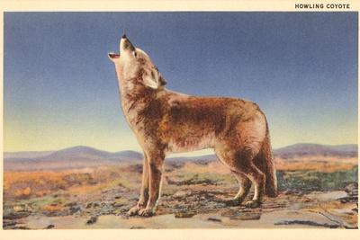 Howling Coyote Art Print