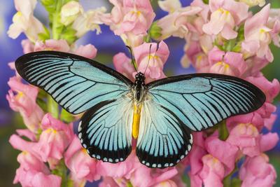 African Giant Blue Swallowtail Photograph