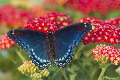 Blue Butterfly on Red Flowers
